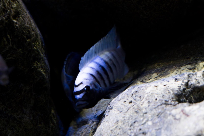 Maylandia zebra 'Mitande Reef (Rocks)'